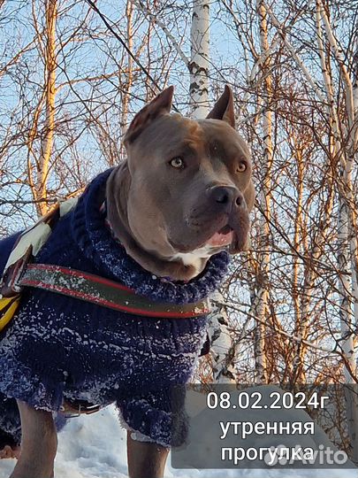 Амстафф вязка