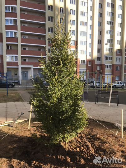 Пересадка крупномерных деревьев