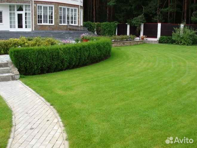 Рулонный газон эконом