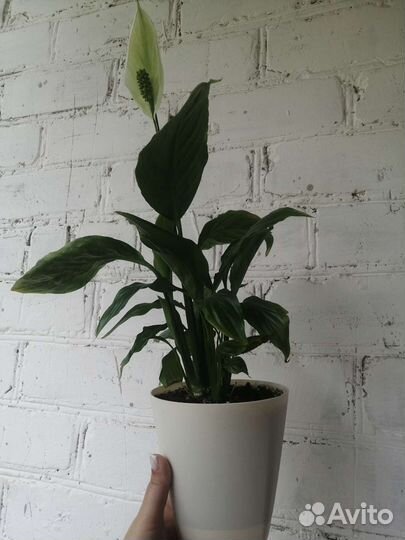 Спатифиллум