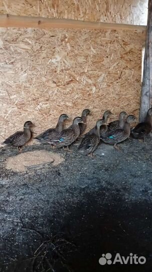 Подсодные утки