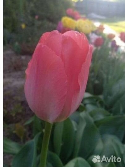 Тюльпаны луковицы