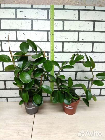 Хойя аустралис лиза