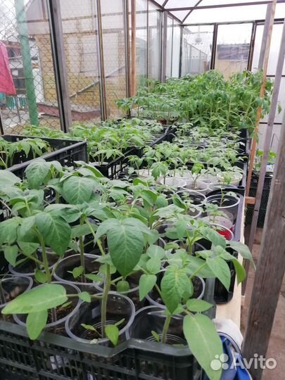 Рассада перца, баклажан, томатов, цветов