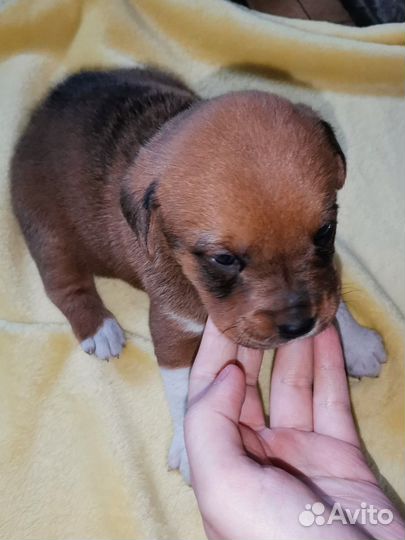 Щенки помесь чау-чау, девочки