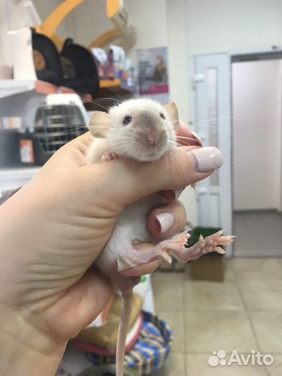 Крысы дамбо