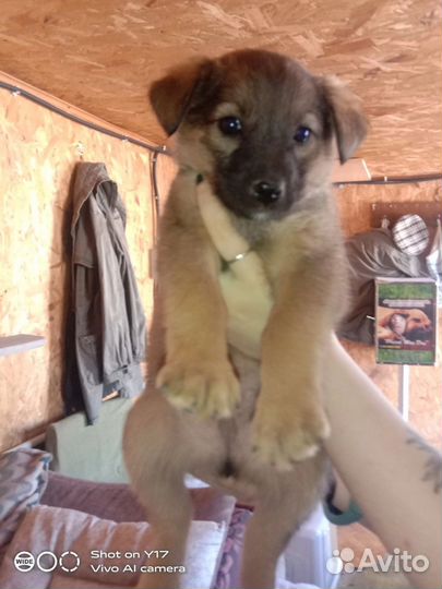 Малыши приюта