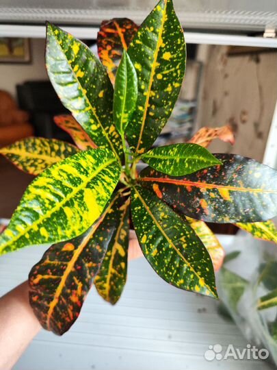 Кротон Мора