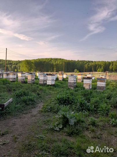 Консультации по пчеловодству
