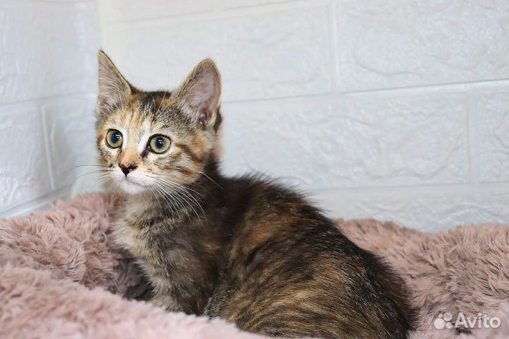 Кот кошка бесплатно