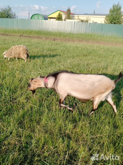 Козел ламанча