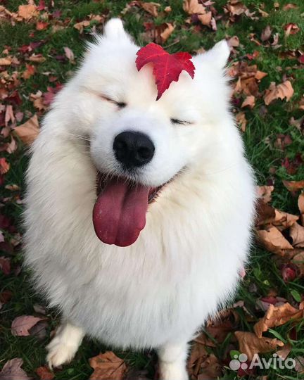Передержка собак в частном доме