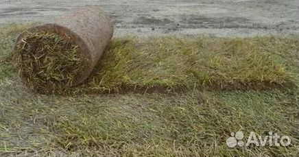 Рулонный газон