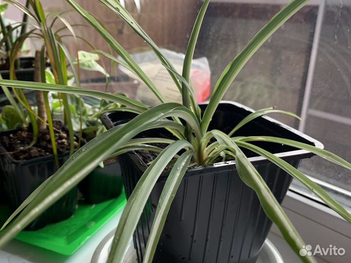 Горшечные домашние растения