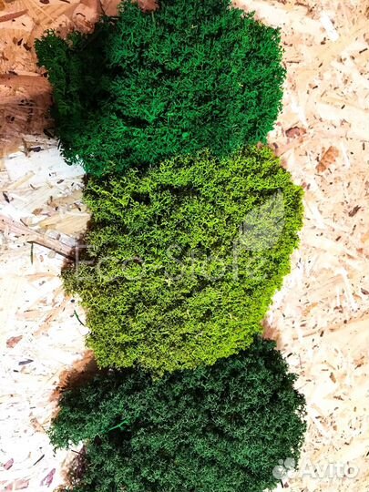 Королевский ягель классический