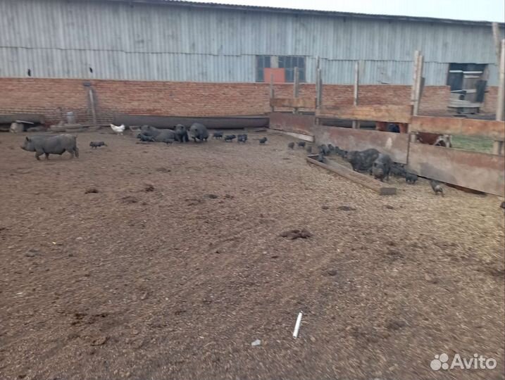 Вьетнамские поросята