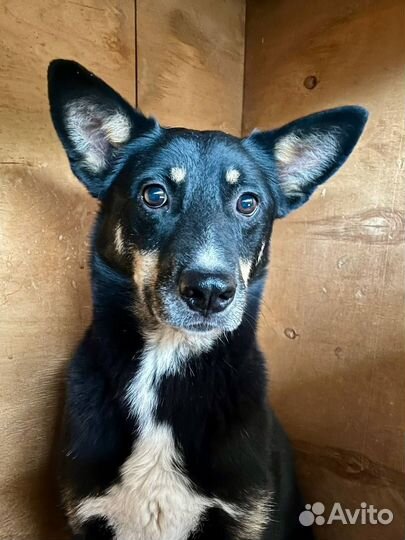 Собака в добрые руки отдам бесплатно