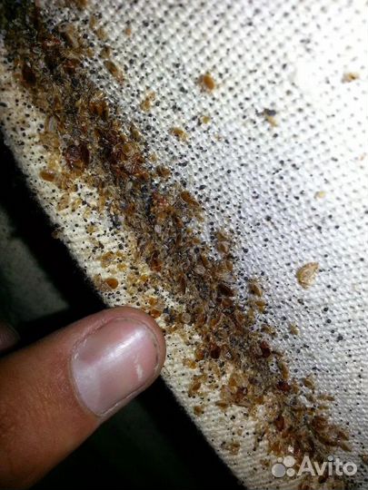 Обработка от клопов и тараканов