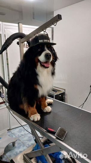 Груминг больших и средних пород