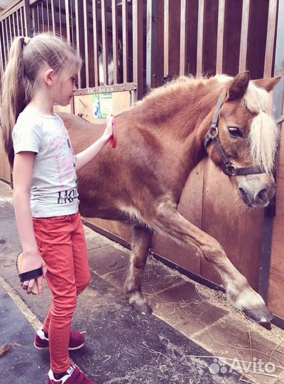 Конные прогулки