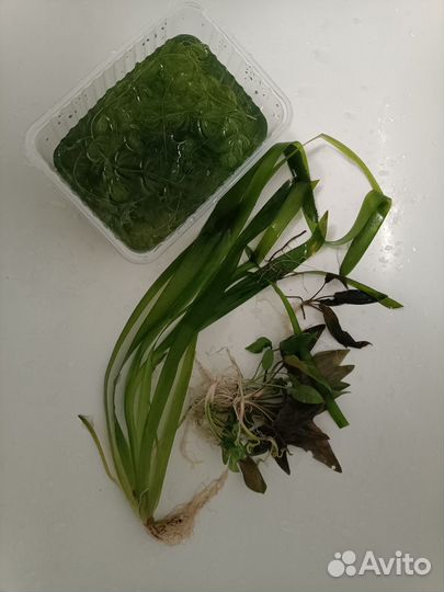 Растения для аквариума