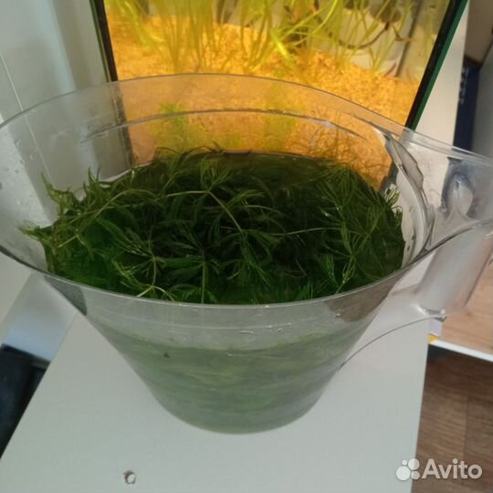 Аквариумное растение роголистник