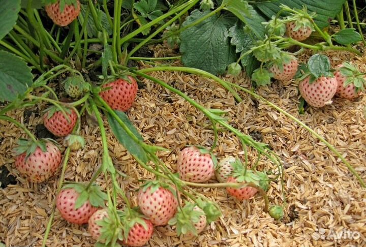 Клубника Пайнбери (ананасная)