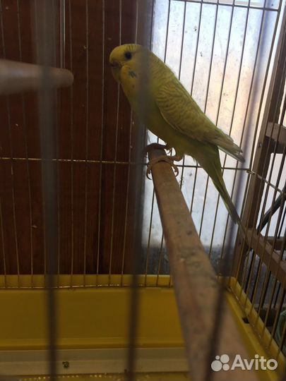 Волнистый попугай