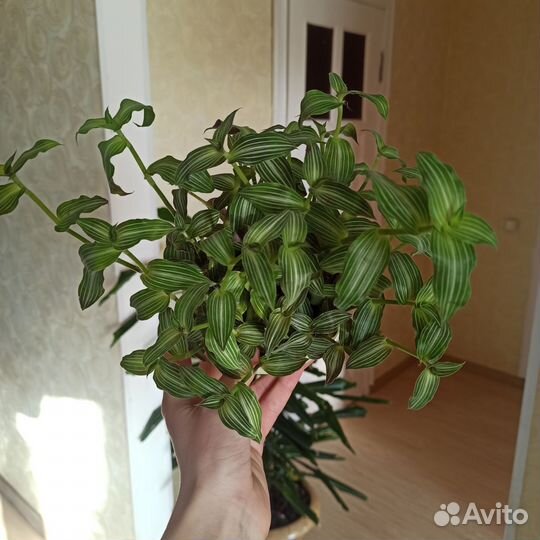 Традесканции.Часть 2