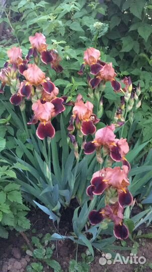 Ирисы бородатые