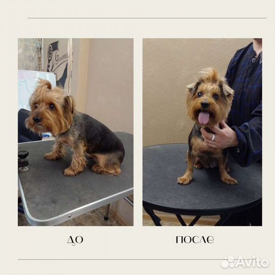 Грумер стрижка собак