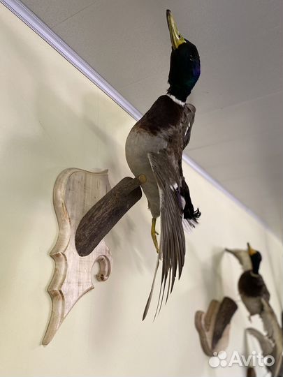 Чучела уток