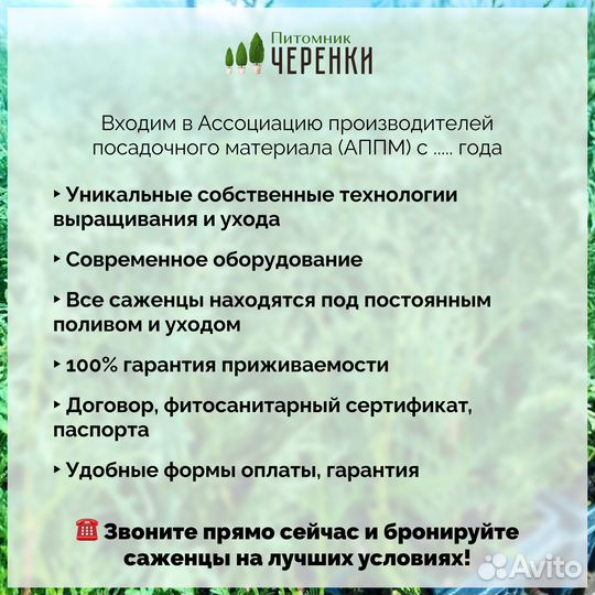 Лавровишня лекарственная