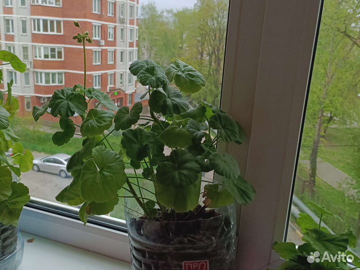 Герань пеларгония