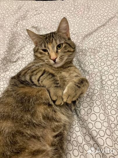 Необыкновенная Флоренс (кошка, 10-12 месяцев)