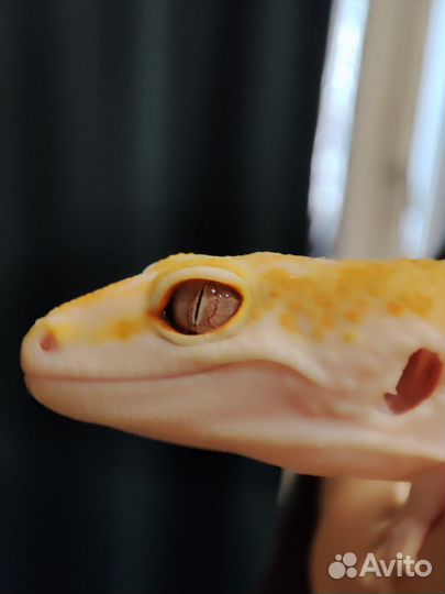 Ящерица геккон эублефар