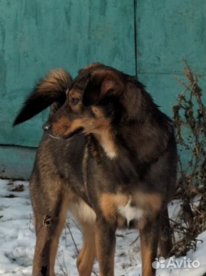 Собака в добрые руки
