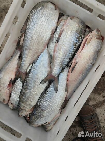 Свежая рыба пелядь