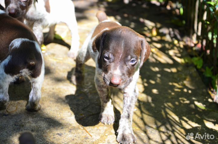 Щенки курцхаара