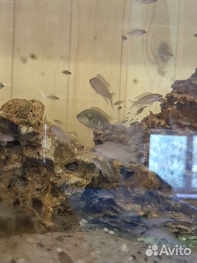 Принцесса Бурунди, или Неолампрологус Бришара