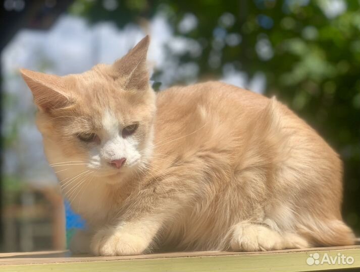 Котята Мейн Кун Девочки