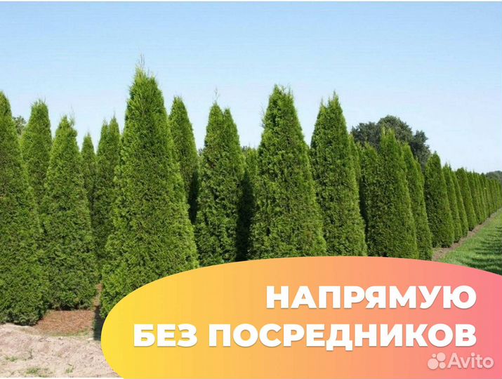 Туя брабант 1.7 м