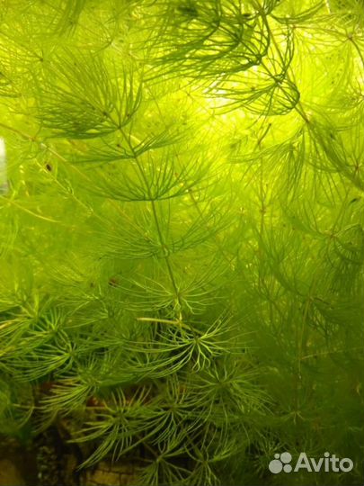 Аквариумное растение. В Дар