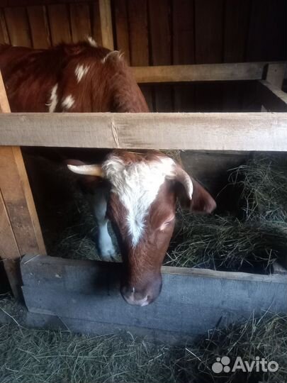 Тёлка 1год 6месецев