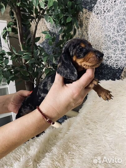 Щенки Мраморной Таксы