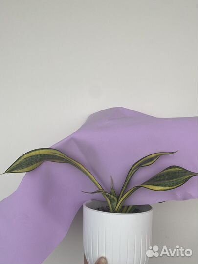 Сансевиерия Систер Твистер, Голден Баннер, Денис