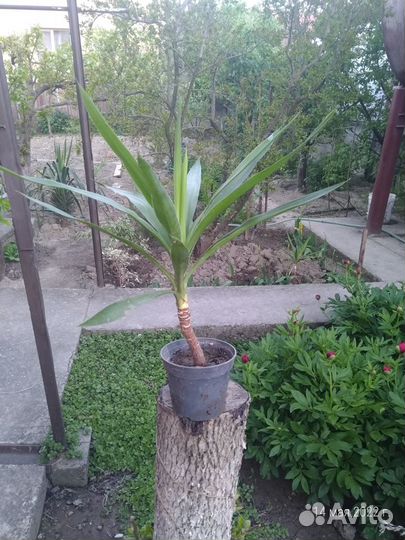 Цветы в ассортименте