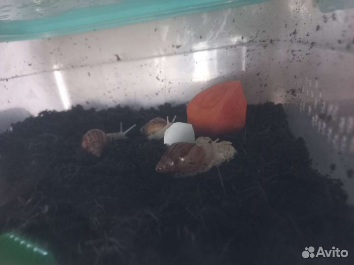 Улитки ахатины альбино