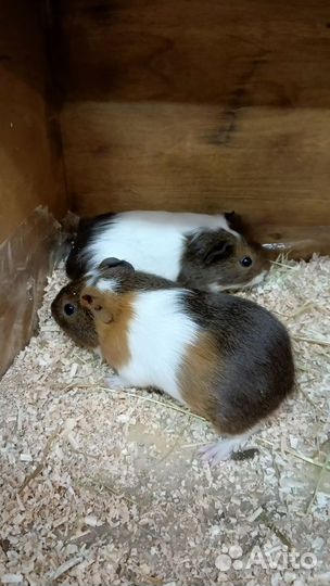 Морская свинки породистые