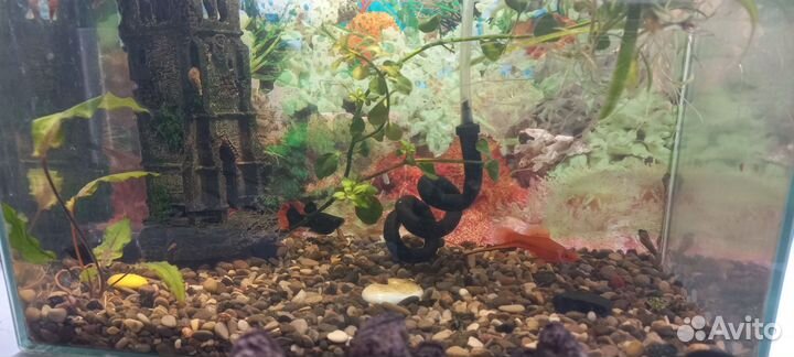 Аквариум